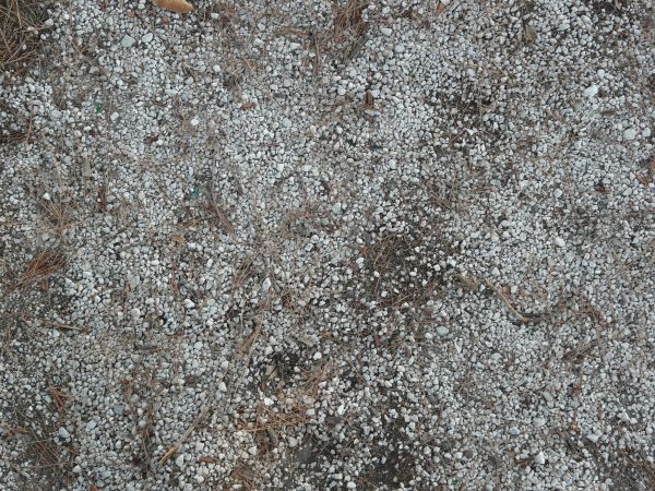Rocky ground texture, covered by a layer of small white stones and bits of weed debris, with brown soil visible underneath.